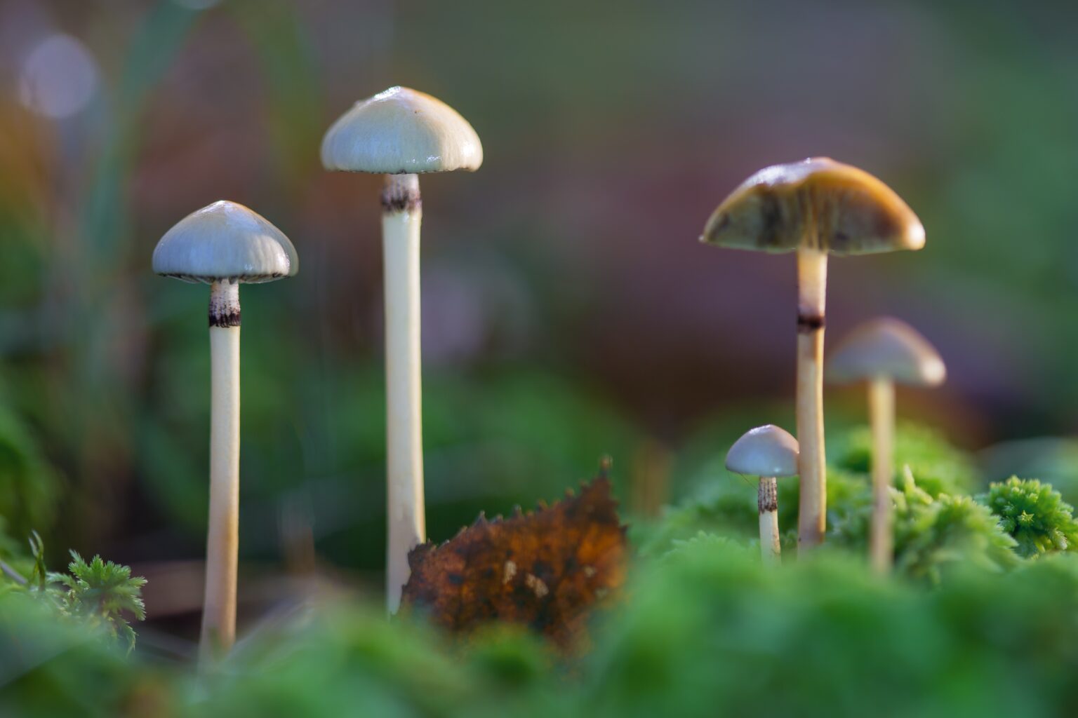 Psychedelic Treatments Show Promise for OCD While Cannabis Does Not, Review Finds