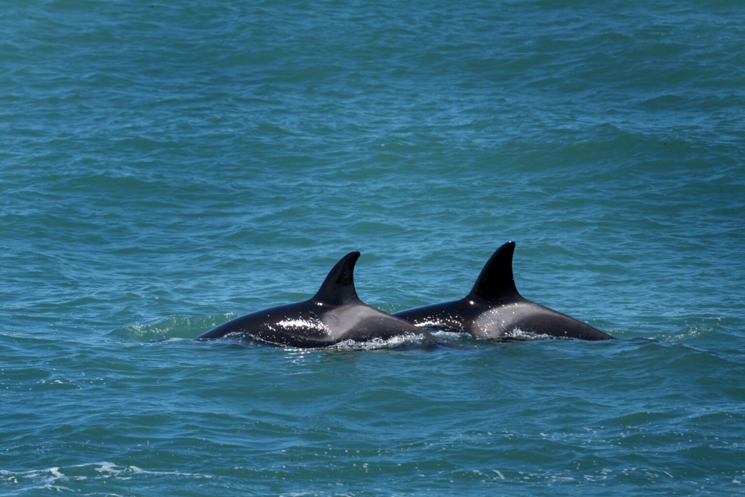 Orcas Team Up With Dolphins to Hunt Salmon, Researchers Discover