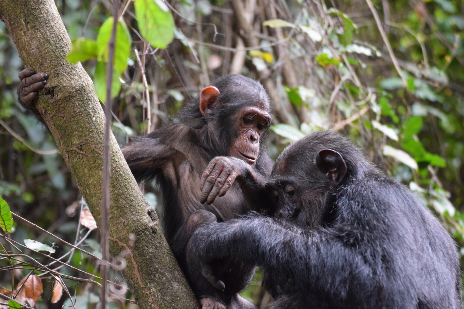 Study Suggests Same-Sex Behaviour Helps Primates Bond Under Environmental Stress