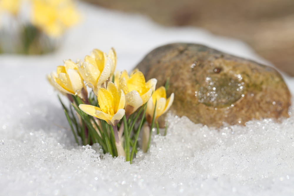 Neighbouring plants warn each other about incoming stress